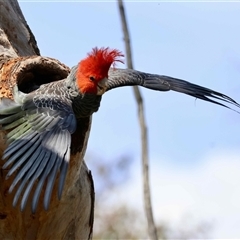 Callocephalon fimbriatum by LisaH
