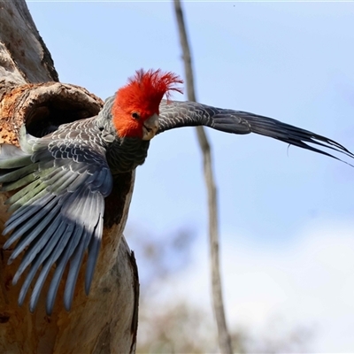 Callocephalon fimbriatum at  - suppressed by LisaH