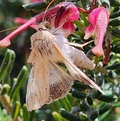 Helicoverpa punctigera at Gundaroo, NSW - 30 Oct 2025 by Gunyijan