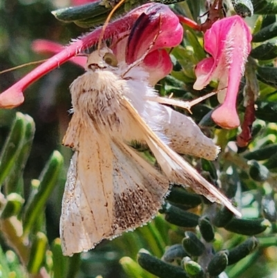 Helicoverpa punctigera at Gundaroo, NSW - 30 Oct 2025 by Gunyijan