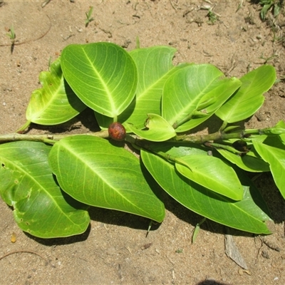 Ficus microcarpa (small fruited fig) at Wonga Beach, QLD - 30 Oct 2017 by JasonPStewart