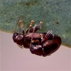 Chaetocnema sp. (a flea beetle) at O'Connor, ACT - 29 Oct 2025 by Hejor1