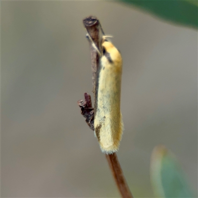 Philobota latifissella (A Concealer moth (Philobota group) at O'Connor, ACT - 29 Oct 2025 by Hejor1