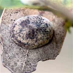 Trachymela sp. (genus) (Brown button beetle) at O'Connor, ACT - 29 Oct 2025 by Hejor1