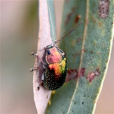 Edusella varians (A leaf beetle) at O'Connor, ACT - 29 Oct 2025 by Hejor1