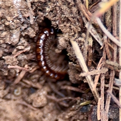 Ommatoiulus moreleti at O'Connor, ACT - 29 Oct 2025 by Hejor1