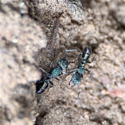 Rhytidoponera metallica (Greenhead ant) at O'Connor, ACT - 29 Oct 2025 by Hejor1