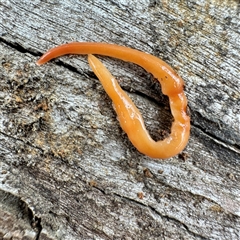 Australoplana alba (A flatworm) at O'Connor, ACT - 29 Oct 2025 by Hejor1