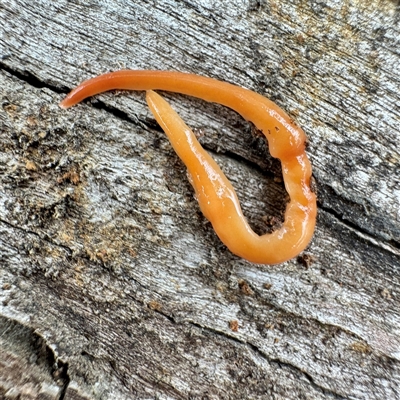 Australoplana alba (A flatworm) at O'Connor, ACT - 29 Oct 2025 by Hejor1
