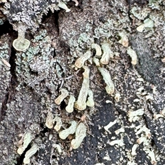 Thysanothecium scutellatum at O'Connor, ACT - 29 Oct 2025 by Hejor1