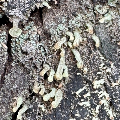 Thysanothecium scutellatum at O'Connor, ACT - 29 Oct 2025 by Hejor1