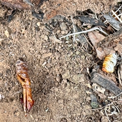 Hepialidae (family) IMMATURE (Unidentified IMMATURE Swift or Ghost Moth) at O'Connor, ACT - 29 Oct 2025 by Hejor1