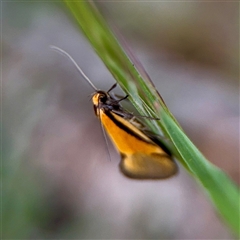Philobota undescribed species near arabella (A concealer moth) at O'Connor, ACT - 29 Oct 2025 by Hejor1