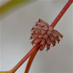 Paropsis atomaria (Eucalyptus leaf beetle) at O'Connor, ACT - 29 Oct 2025 by Hejor1