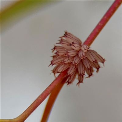 Paropsis atomaria (Eucalyptus leaf beetle) at O'Connor, ACT - 29 Oct 2025 by Hejor1