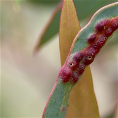 Ophelimus (genus) at O'Connor, ACT - 29 Oct 2025 by Hejor1