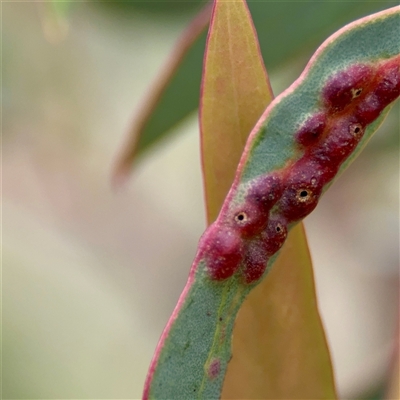 Ophelimus (genus) at O'Connor, ACT - 29 Oct 2025 by Hejor1