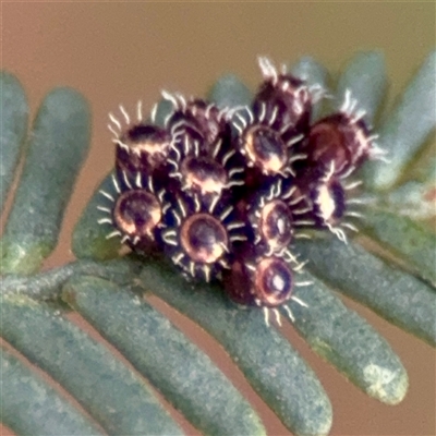 Asopinae sp. (Subfamily) (A predatory stink bug) at O'Connor, ACT - 29 Oct 2025 by Hejor1