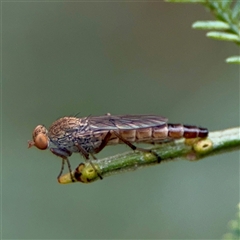 Neodialineura (genus) (A stilleto fly) at O'Connor, ACT - 29 Oct 2025 by Hejor1