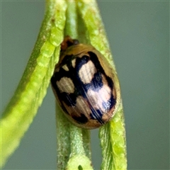 Peltoschema hamadryas (Hamadryas leaf beetle) at O'Connor, ACT - 29 Oct 2025 by Hejor1