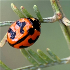 Coccinella transversalis (Transverse Ladybird) at O'Connor, ACT - 29 Oct 2025 by Hejor1