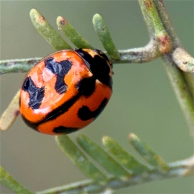 Coccinella transversalis (Transverse Ladybird) at O'Connor, ACT - 29 Oct 2025 by Hejor1
