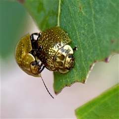 Paropsisterna cloelia (Eucalyptus variegated beetle) at O'Connor, ACT - 29 Oct 2025 by Hejor1