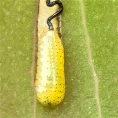Gonipterini sp. (tribe) (A weevil) at O'Connor, ACT - 29 Oct 2025 by Hejor1