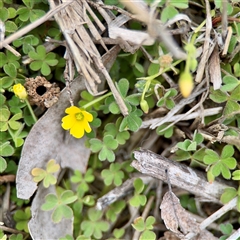 Oxalis thompsoniae (Fluffy-fruit Wood-sorrel) at O'Connor, ACT - 29 Oct 2025 by Hejor1