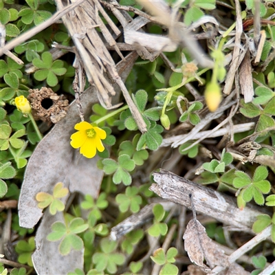 Oxalis thompsoniae (Fluffy-fruit Wood-sorrel) at O'Connor, ACT - 29 Oct 2025 by Hejor1