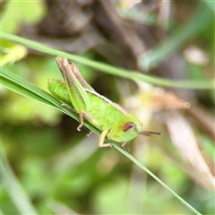 Praxibulus sp. (genus) (A grasshopper) at O'Connor, ACT - 29 Oct 2025 by Hejor1