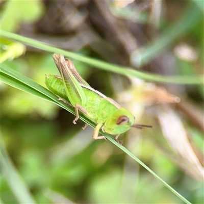 Praxibulus sp. (genus) (A grasshopper) at O'Connor, ACT - 29 Oct 2025 by Hejor1