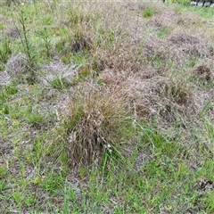 Themeda triandra (Kangaroo Grass) at O'Connor, ACT - 29 Oct 2025 by Hejor1