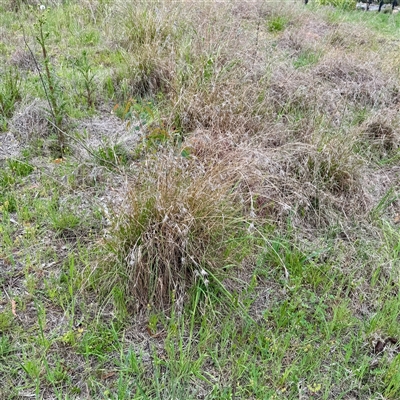 Themeda triandra (Kangaroo Grass) at O'Connor, ACT - 29 Oct 2025 by Hejor1