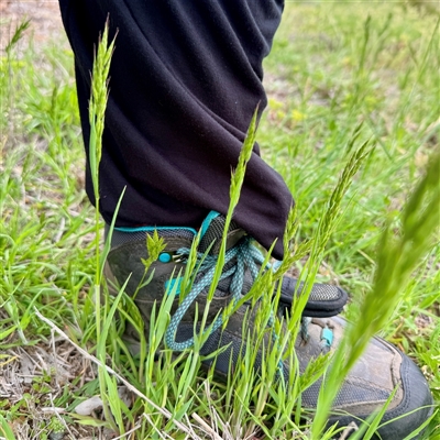 Anthoxanthum (genus) at O'Connor, ACT - 29 Oct 2025 by Hejor1