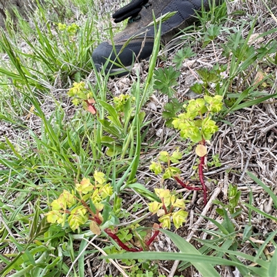 Euphorbia peplus (Petty Spurge) at O'Connor, ACT - 29 Oct 2025 by Hejor1
