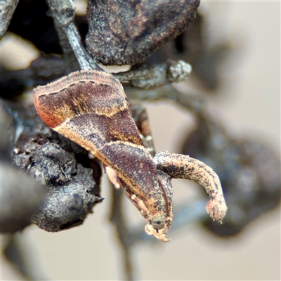 Gauna aegusalis (Pyraline moth) at O'Connor, ACT - 29 Oct 2025 by Hejor1