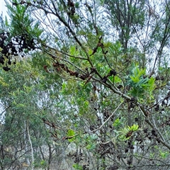 Uromycladium (genus) (A gall forming rust fungus) at O'Connor, ACT - 29 Oct 2025 by Hejor1