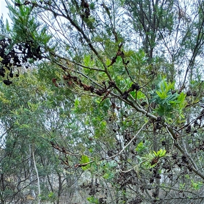 Uromycladium (genus) (A gall forming rust fungus) at O'Connor, ACT - 29 Oct 2025 by Hejor1