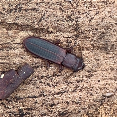 Platisus sp. (genus) (Flat bark beetle) at O'Connor, ACT - 29 Oct 2025 by Hejor1