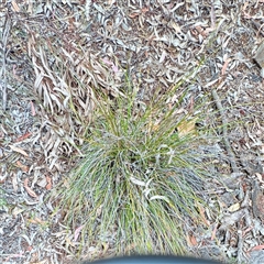 Lepidosperma (genus) at O'Connor, ACT - 29 Oct 2025 by Hejor1