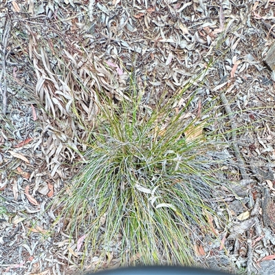 Lepidosperma (genus) at O'Connor, ACT - 29 Oct 2025 by Hejor1