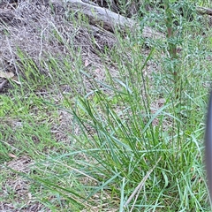 Lolium (genus) at O'Connor, ACT - 29 Oct 2025 by Hejor1