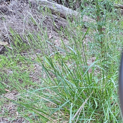 Lolium (genus) at O'Connor, ACT - 29 Oct 2025 by Hejor1