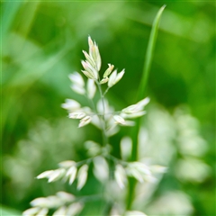 Holcus lanatus (Yorkshire Fog) at O'Connor, ACT - 29 Oct 2025 by Hejor1