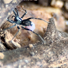 Venonia sp. at O'Connor, ACT - 29 Oct 2025 by Hejor1