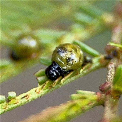 Calomela (genus) (Acacia leaf beetle) at O'Connor, ACT - 29 Oct 2025 by Hejor1