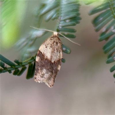 Epiphyas ashworthana (Ashworth's Tortrix) at O'Connor, ACT - 29 Oct 2025 by Hejor1
