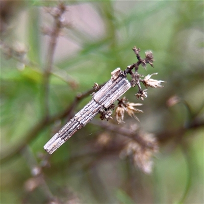 Lepidoscia arctiella (Tower Case Moth) at O'Connor, ACT - 29 Oct 2025 by Hejor1