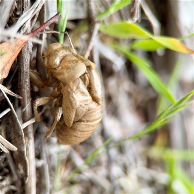 Psaltoda moerens (Redeye cicada) at O'Connor, ACT - 29 Oct 2025 by Hejor1